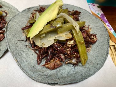 Mavi bir tortilla içinde tacos de chapulin.