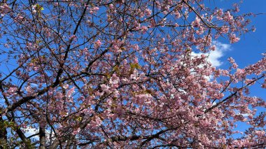 Japon Sakura pembe kiraz çiçekleri baharda çiçek açar.