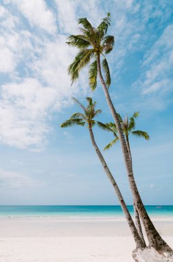 Filipinler 'in Boracay adasında rüya gibi beyaz bir sahil ve hindistan cevizi ağacı palmiyeli turkuaz bir su manzarası.