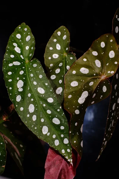 Begonia Maculata Planta Fundo Preto Folhas Begônia Truta Com Pontos Fotografia De Stock