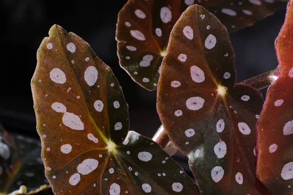 Begonia Maculata Planta Fundo Preto Folhas Begônia Truta Com Pontos Fotografias De Stock Royalty-Free