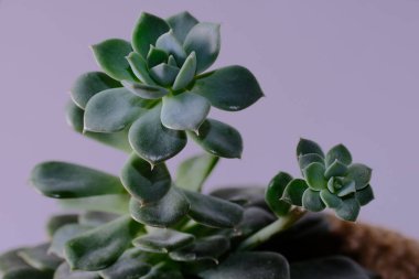 Echeveria desmetiana saksısı. Çiçek, bebekle sulu olur. Gri arka planda uzanmış bir çiçek. Büyüme sorunları.
