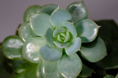 Echeveria Desmetiana 'nın Rosette' i, üst manzara, yakın çekim. Gri arka planda yeşil sulu çiçek. Parlak yapraklı güzel bir çiçek..