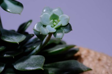 Echeveria desmetiana saksısı. Çiçek, bebekle sulu olur. Gri arkaplanda güzel bir çiçek.