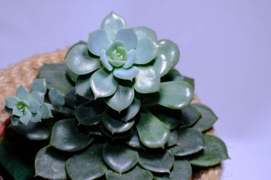 Echeveria desmetiana saksısı. Uzun saplı küçük bir bebekle sulu bir ev bitkisi. Gri arka planda uzanmış bir çiçek. Büyüme sorunları.