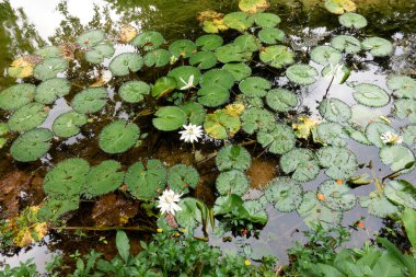 Ormanın ortasındaki bir şelalenin akarsularındaki nilüfer çiçekleri.
