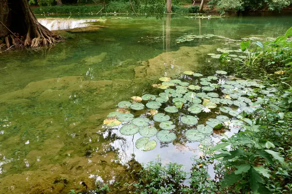 stock image Clumps of lotus flowers in a stream at a waterfall in the middle of the forest