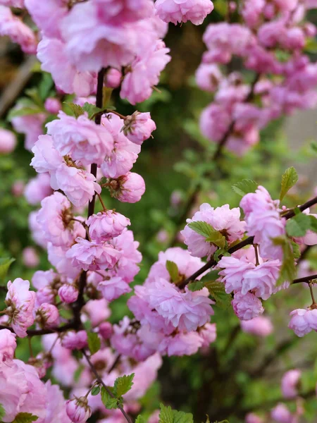Яскраво Рожеве Цвітіння Вишні Весняному Саду — стокове фото