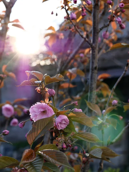 Delicadas Flores Cereja Rosa Jardim Primavera Pôr Sol — Fotografia de Stock