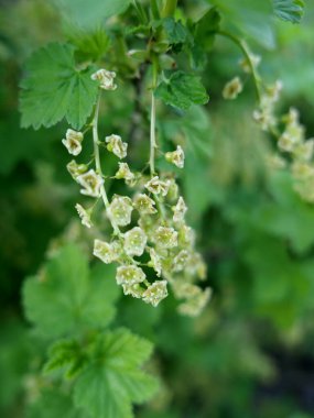Siyah üzümlü bahar çiçekleri, mis kokulu taze yapraklar.
