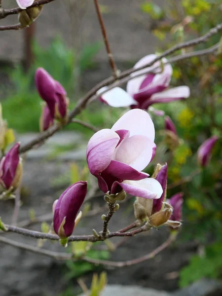 Свіжоцвітіння Рожевих Білих Магнолій Бутонів Квітів Весняному Саду — стокове фото