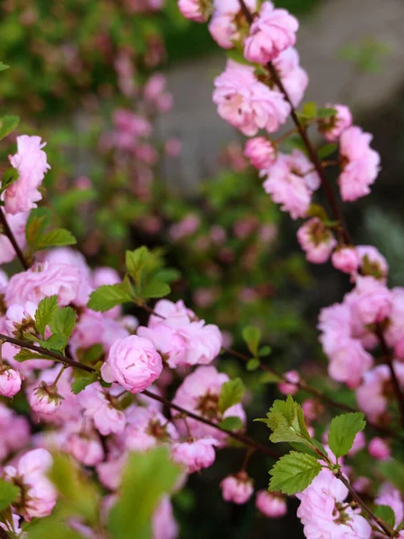 Élénk Rózsaszín Cseresznyevirágok Tavaszi Kertben — Stock Fotó