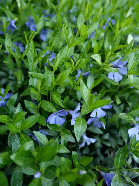 Delikat Ljusblå Bläck Blommor Bakgrund Djupa Gröna Blad — Stockfoto