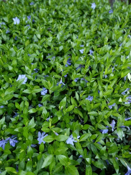 Pembe menekşe çiçekli parlak bir çiçek yatağı.