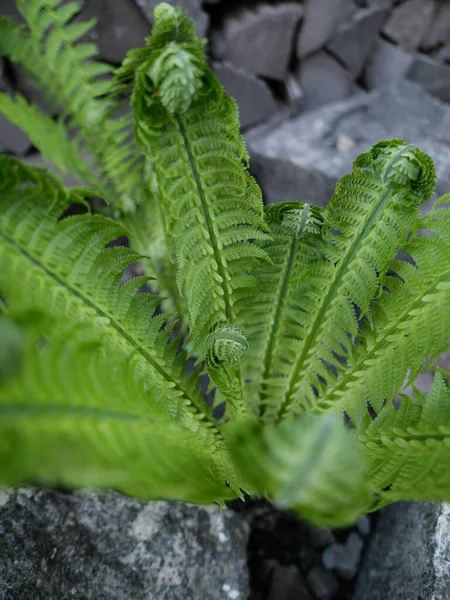Bahar bahçesinde yeni açılan taze eğrelti otu yaprakları.