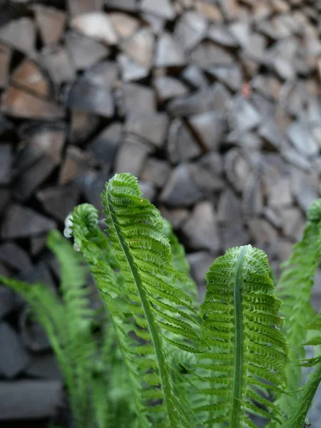 Bahar bahçesinde yeni açılan taze eğrelti otu yaprakları.