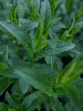 Taze, kokulu nane yaprakları, yakın plan.