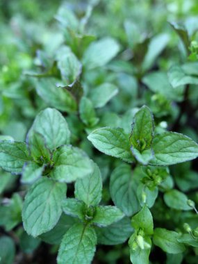 Taze, kokulu nane yaprakları, yakın plan.