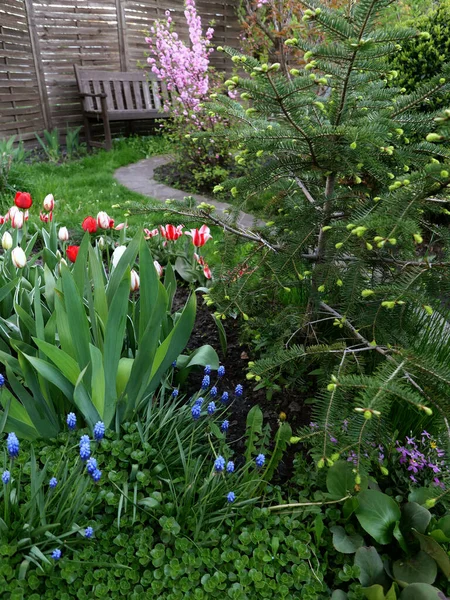 Mavi muscari çiçekleri ve çiçek açan laleleri olan rahat bir bahar bahçesi.
