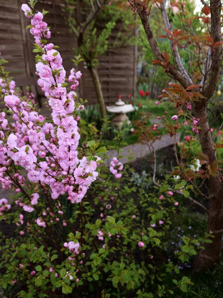 Çiçek açan pembe kiraz çiçekleriyle Japon tarzı bahar bahçesi.