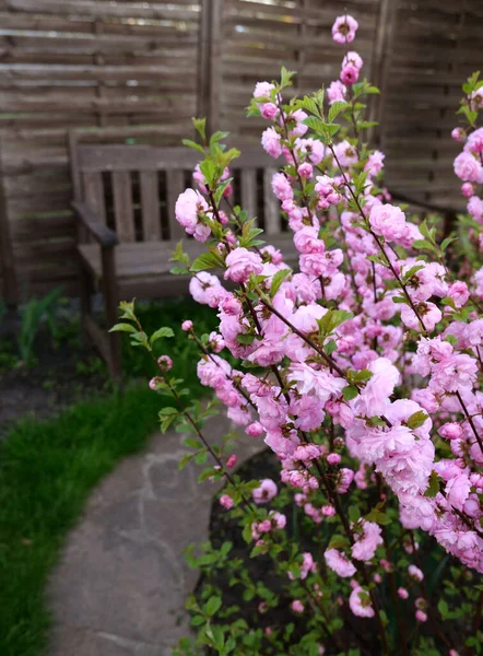 Красивий Весняний Сад Квітучими Рожевими Вишневими Квітами — стокове фото
