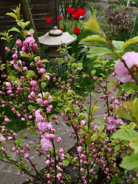 Çiçek açan pembe kiraz çiçekleriyle Japon tarzı bahar bahçesi.