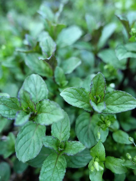 Taze, kokulu nane yaprakları, yakın plan.