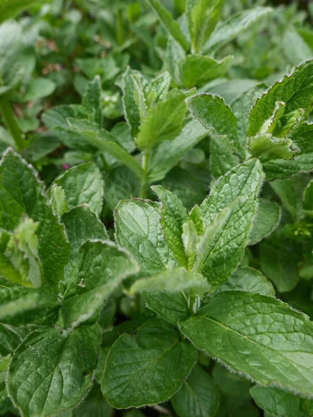 Taze, kokulu nane yaprakları, yakın plan.