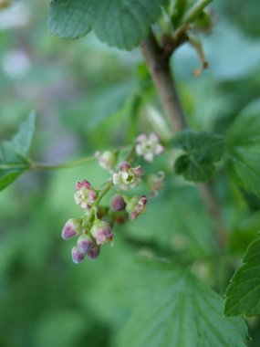 Siyah üzümlü bahar çiçekleri, mis kokulu taze yapraklar.
