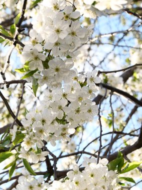 Lush spring bloom of the cherry tree with many white flowers with delicate petals clipart