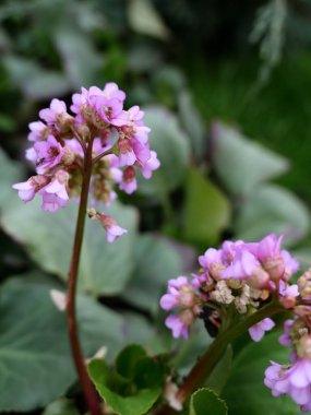 Bergenia 'nın parlak pembe çiçekleri yaz bahçesinde, yakın plan.