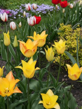 Bahar çiçeklerinde güzel sarı laleler