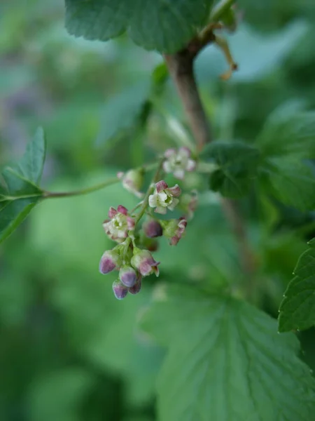 Siyah üzümlü bahar çiçekleri, mis kokulu taze yapraklar.