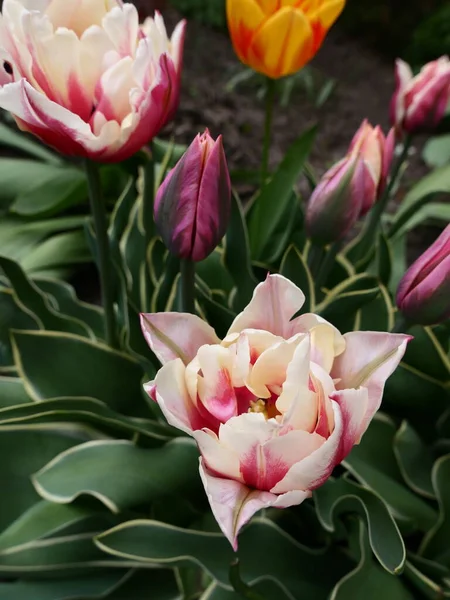 Güzel çift laleler mor ve pembe bahar çiçek tarhında