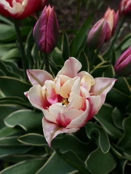 Şatafatlı çift laleler mor ve pembe bahar çiçekliğinde