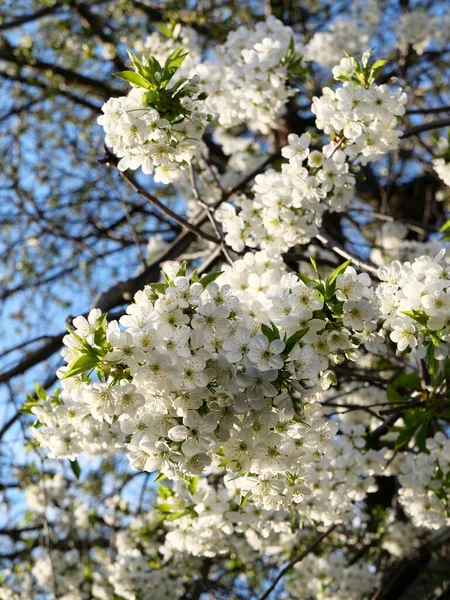 Розкішне Весняне Цвітіння Вишневого Дерева Багатьма Білими Квітами Ніжними Пелюстками — стокове фото