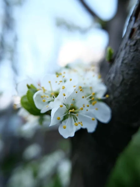 春の庭で梅の木の繊細な雪の白い香りの花 クローズアップ — ストック写真