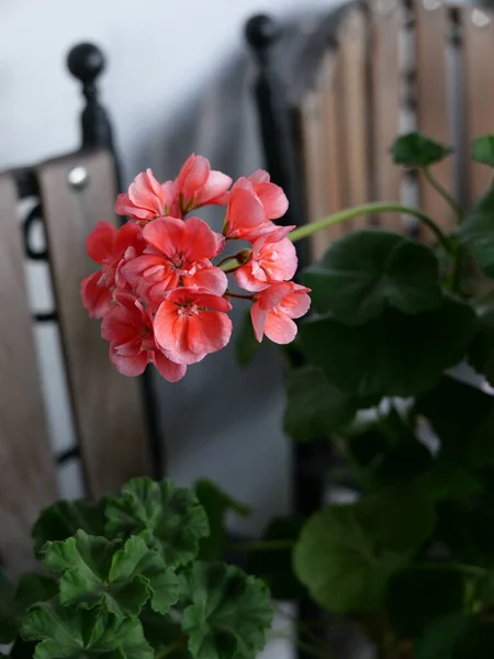 Çiçek saksısında parlak sardunyalar olan rahat bir balkon.