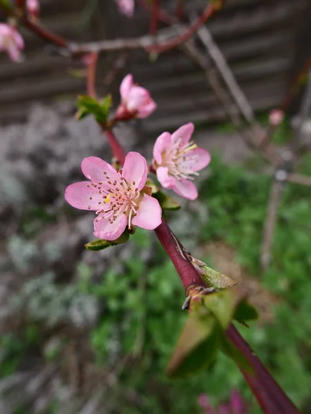 Bahar bahçesindeki şeftali ağacının narin pembe çiçekleri, yakın plan.