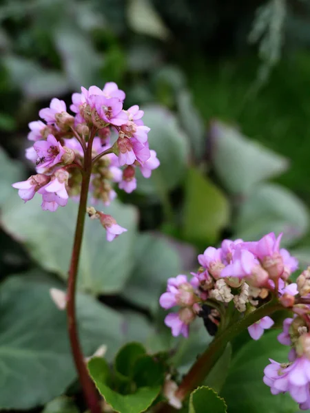 Яскраві Рожеві Квіти Бергенії Літній Сад Зблизька — стокове фото