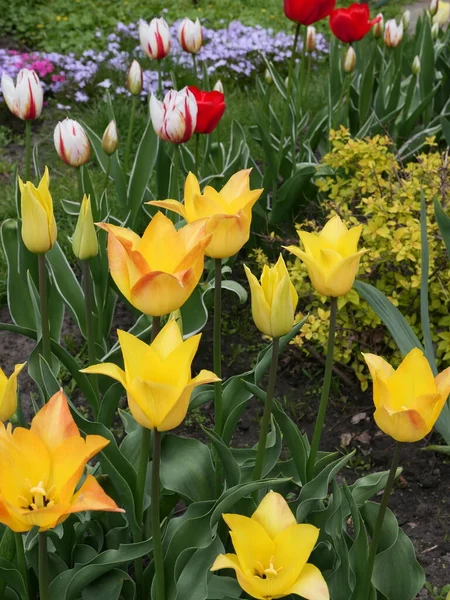 Bahar çiçeklerinde güzel sarı laleler
