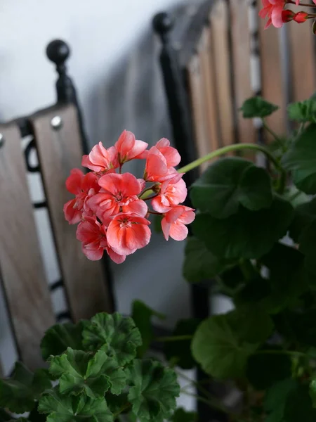 舒适的阳台 花盆里放着明亮的天葵 — 图库照片