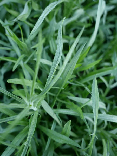 Taze yeşil tarhun yaprakları yaz bahçesinde, yakın.