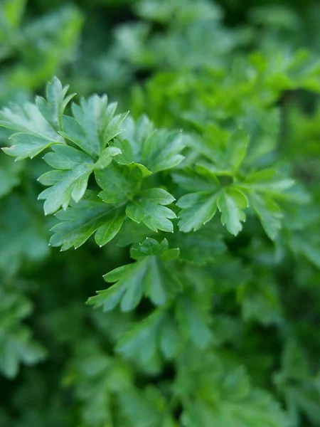 Taze yeşil maydanoz çalısı, yakın plan.