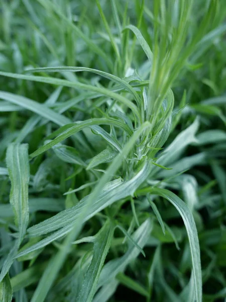 Taze yeşil tarhun yaprakları yaz bahçesinde, yakın.