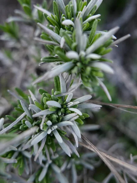 Bahar lavanta çalısı yeni yapraklar çıkarır, kapar