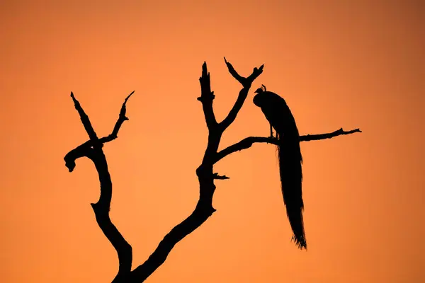 Ölü bir ağaç dalında dinlenen bir tavus kuşu.