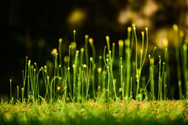Sidney, Avustralya 'da bir bahçede yeşillik.