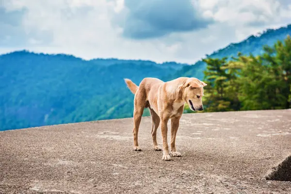 Bir köpek orman manzarasının tadını çıkarıyor.