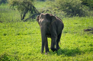 Sri Lanka 'daki Yala Ulusal Parkı' nda başıboş bir fil.